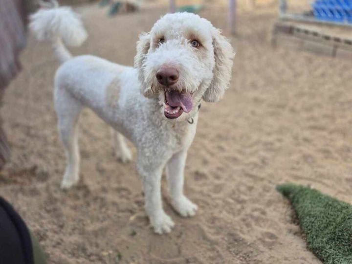 Seth Rogan aka Goose ***RESCUE CENTER*** 3