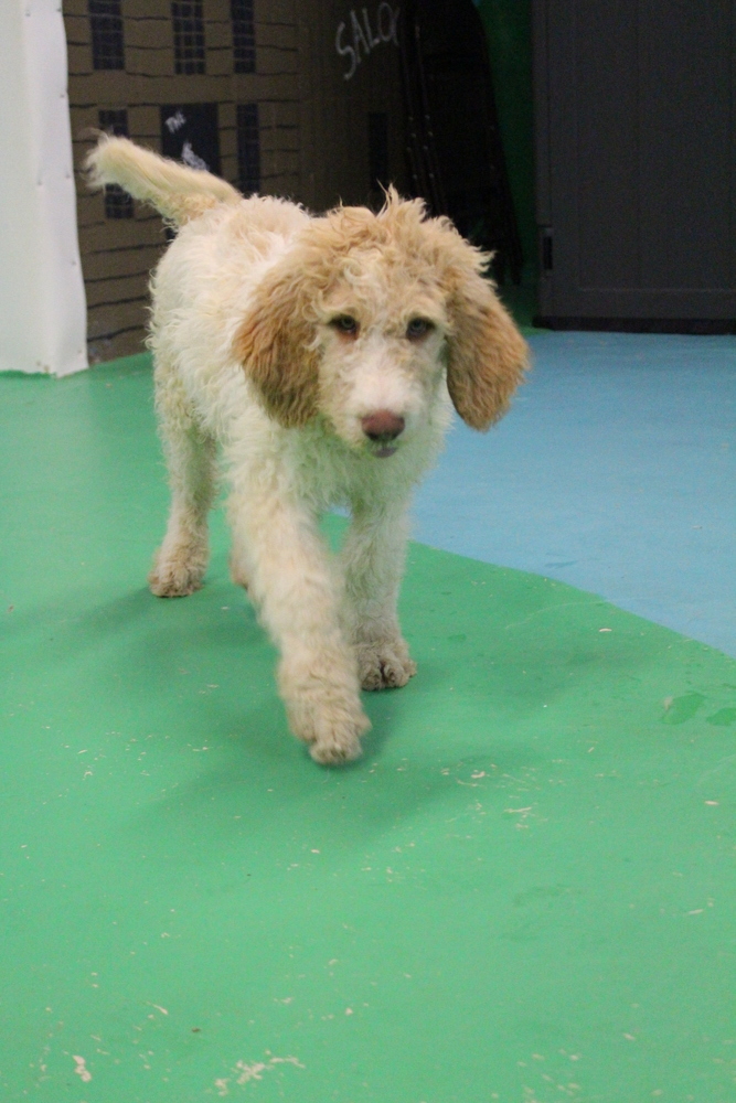 Seth Rogan aka Goose ***RESCUE CENTER*** 4