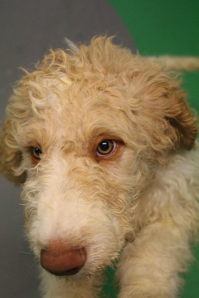 Seth Rogan aka Goose ***RESCUE CENTER*** 5