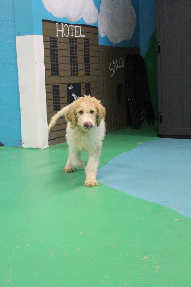 Seth Rogan aka Goose ***RESCUE CENTER*** 6