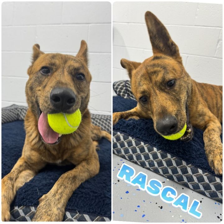 Rascal - Call for Appointment 1