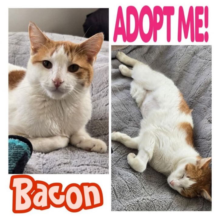 Bacon 1