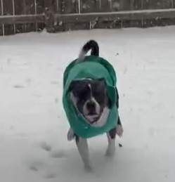Duke