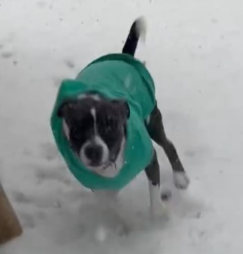 Duke