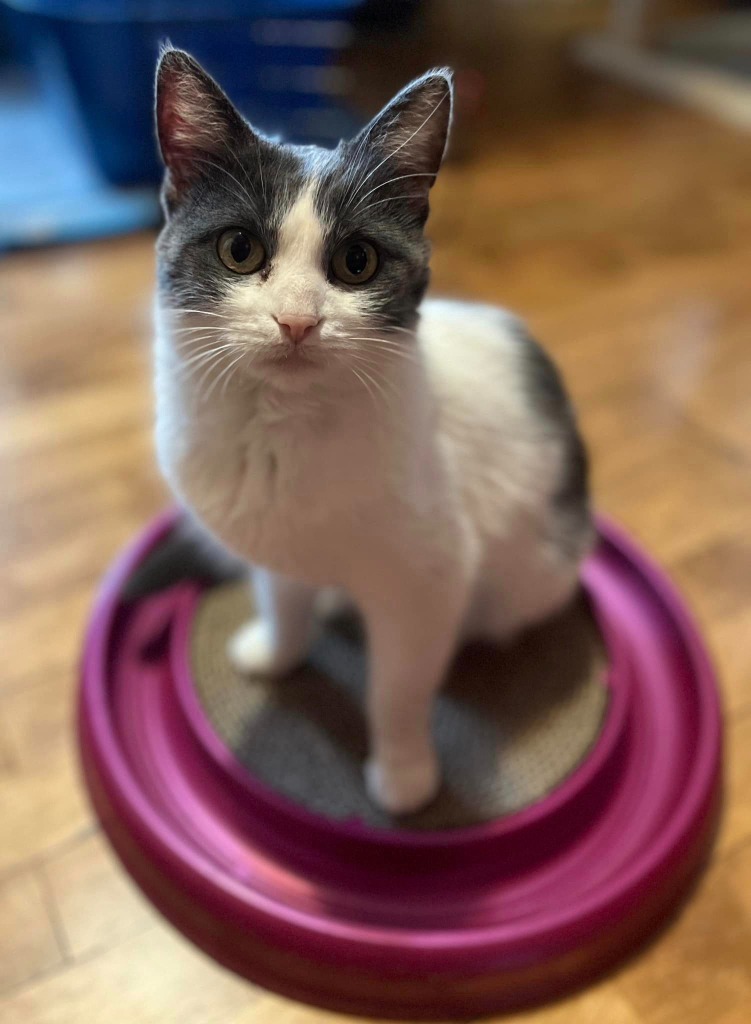 Amana, an adoptable Domestic Short Hair in Fond Du Lac, WI, 54935 | Photo Image 1