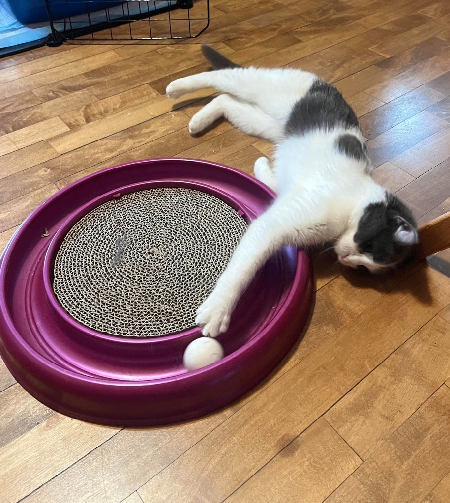 Amana, an adoptable Domestic Short Hair in Fond Du Lac, WI, 54935 | Photo Image 2