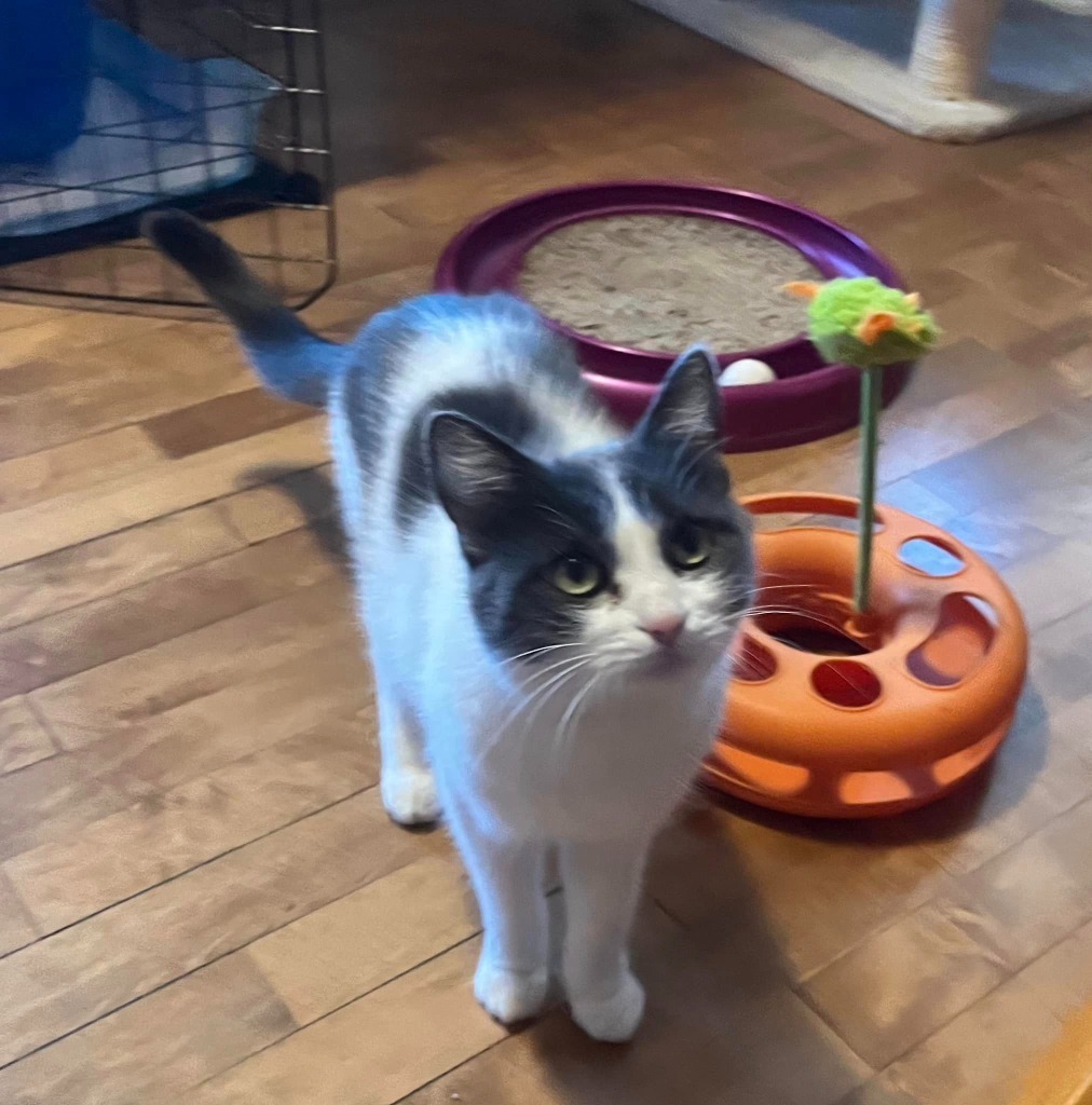 Amana, an adoptable Domestic Short Hair in Fond Du Lac, WI, 54935 | Photo Image 3