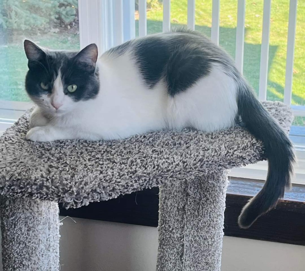 Amana, an adoptable Domestic Short Hair in Fond Du Lac, WI, 54935 | Photo Image 3