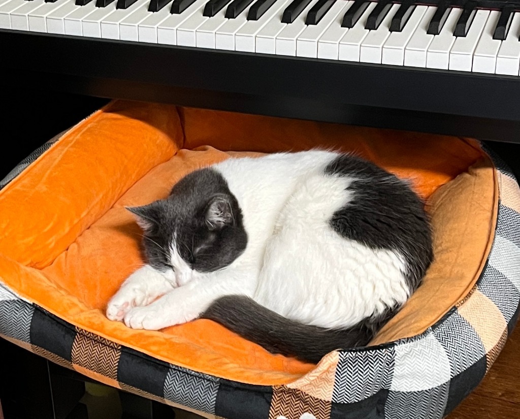 Amana, an adoptable Domestic Short Hair in Fond Du Lac, WI, 54935 | Photo Image 4