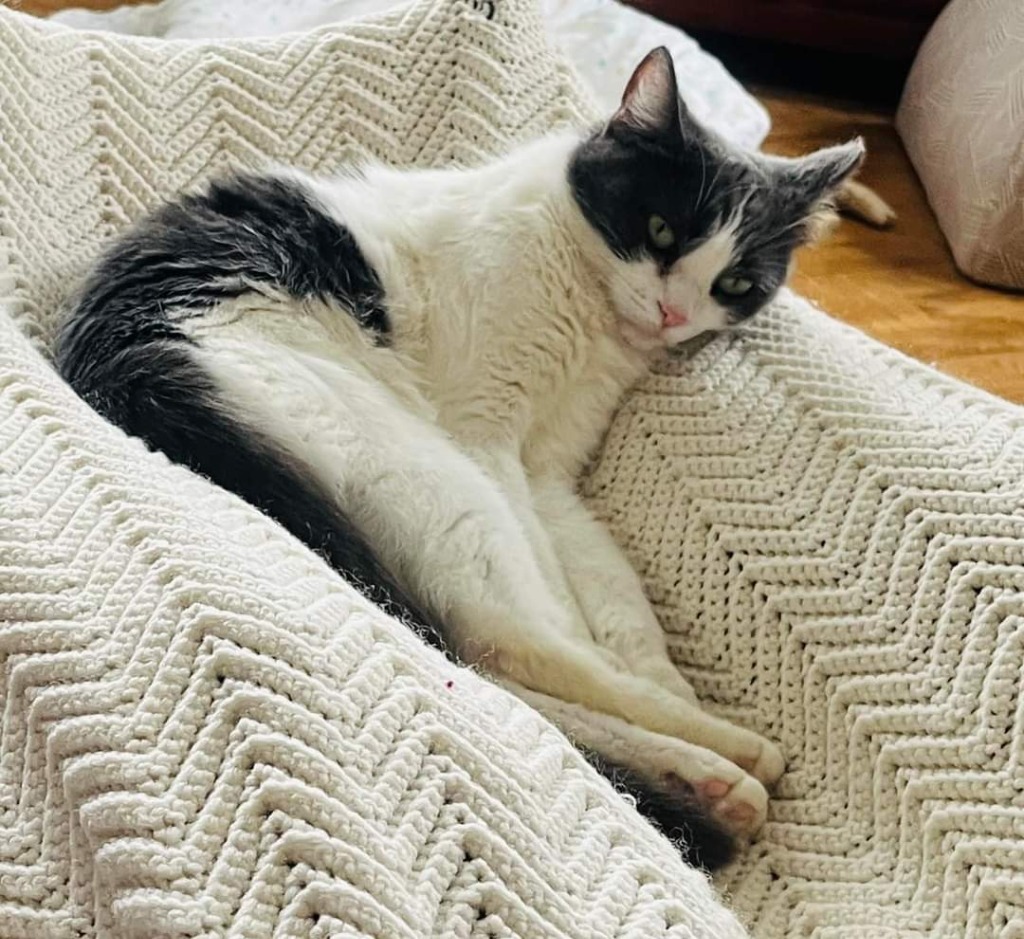 Amana, an adoptable Domestic Short Hair in Fond Du Lac, WI, 54935 | Photo Image 5