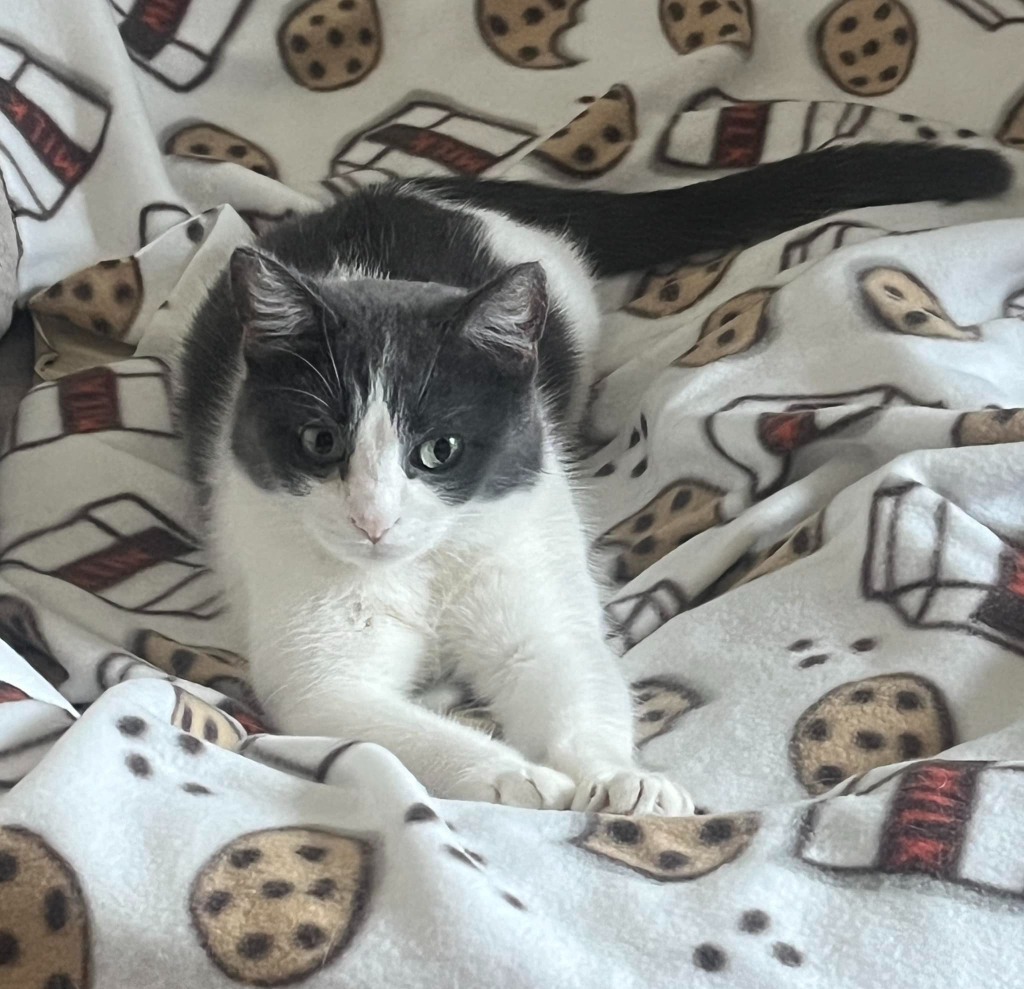 Amana, an adoptable Domestic Short Hair in Fond Du Lac, WI, 54935 | Photo Image 5