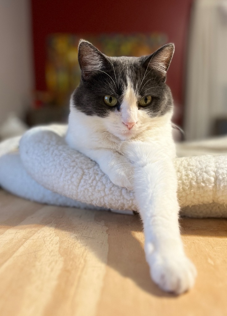 Amana, an adoptable Domestic Short Hair in Fond Du Lac, WI, 54935 | Photo Image 6