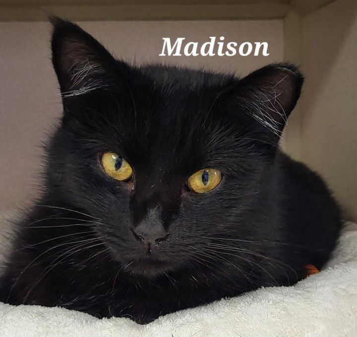 Madison 1