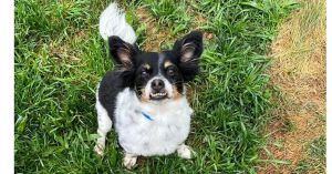 Toby~