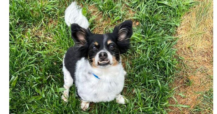 Toby~ 1