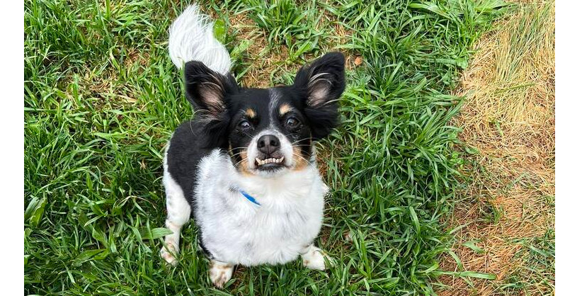 Toby~