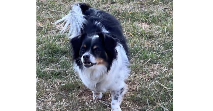 Toby~ 2