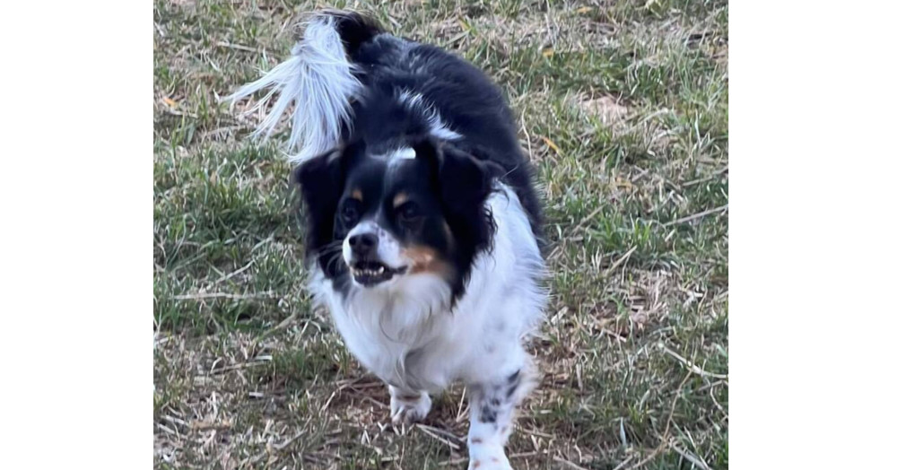 Toby~