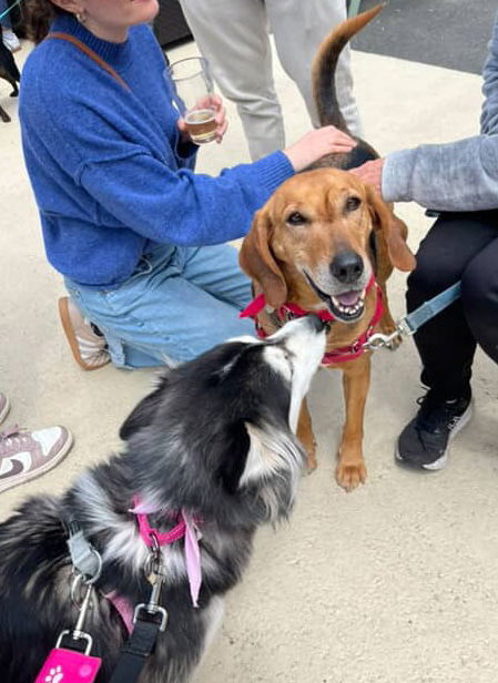 Annie - Lovely Hound!