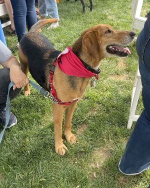 Annie - Lovely Hound!