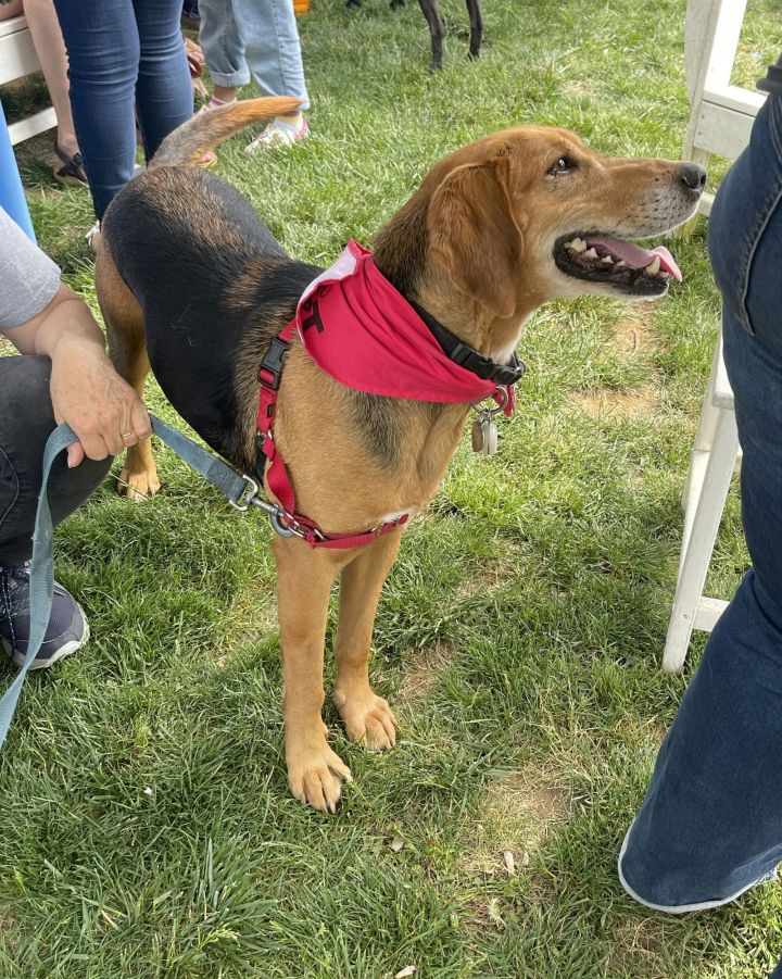 Annie - Lovely Hound! 1