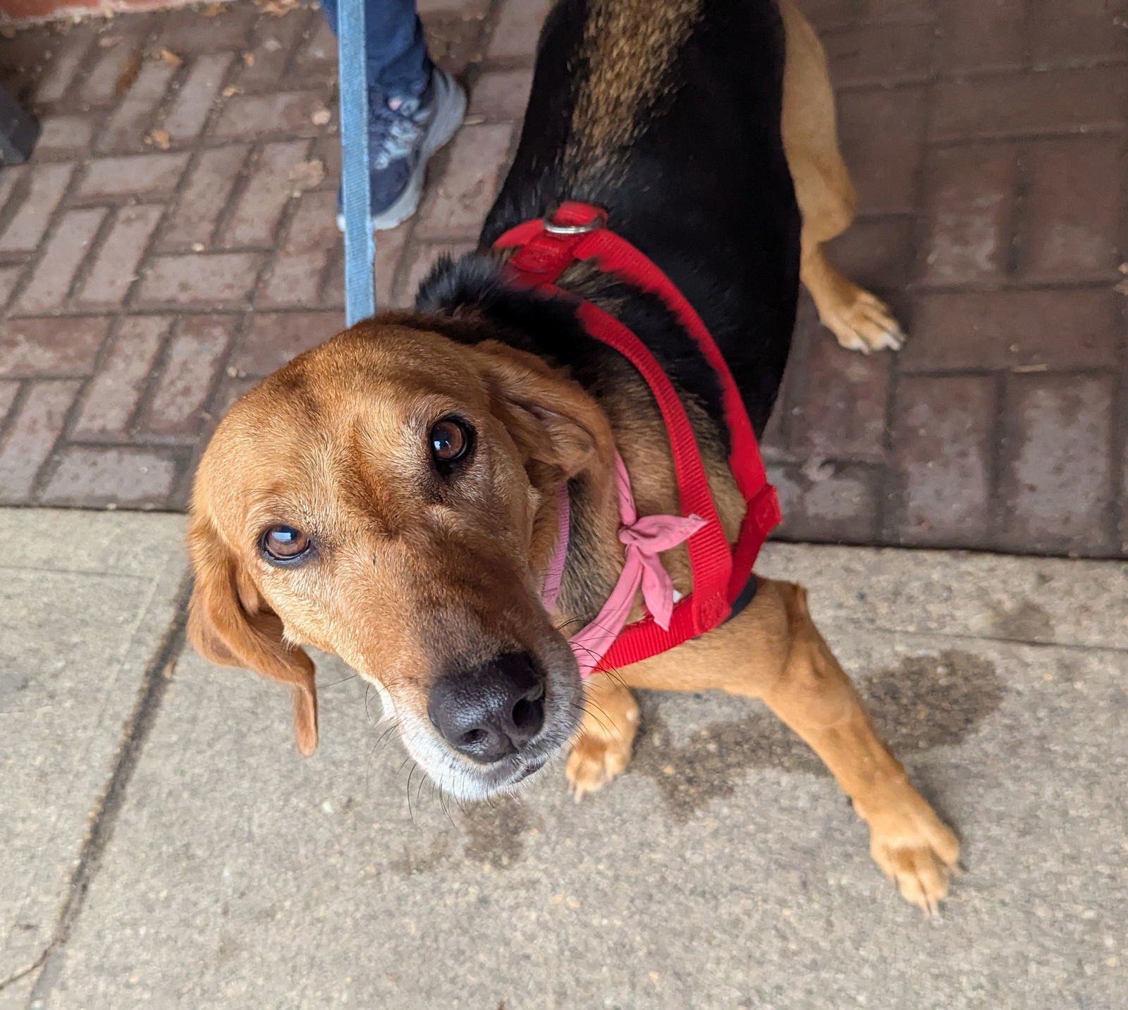 Annie - Lovely Hound!