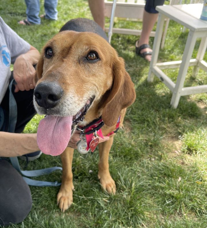 Annie - Lovely Hound! 2