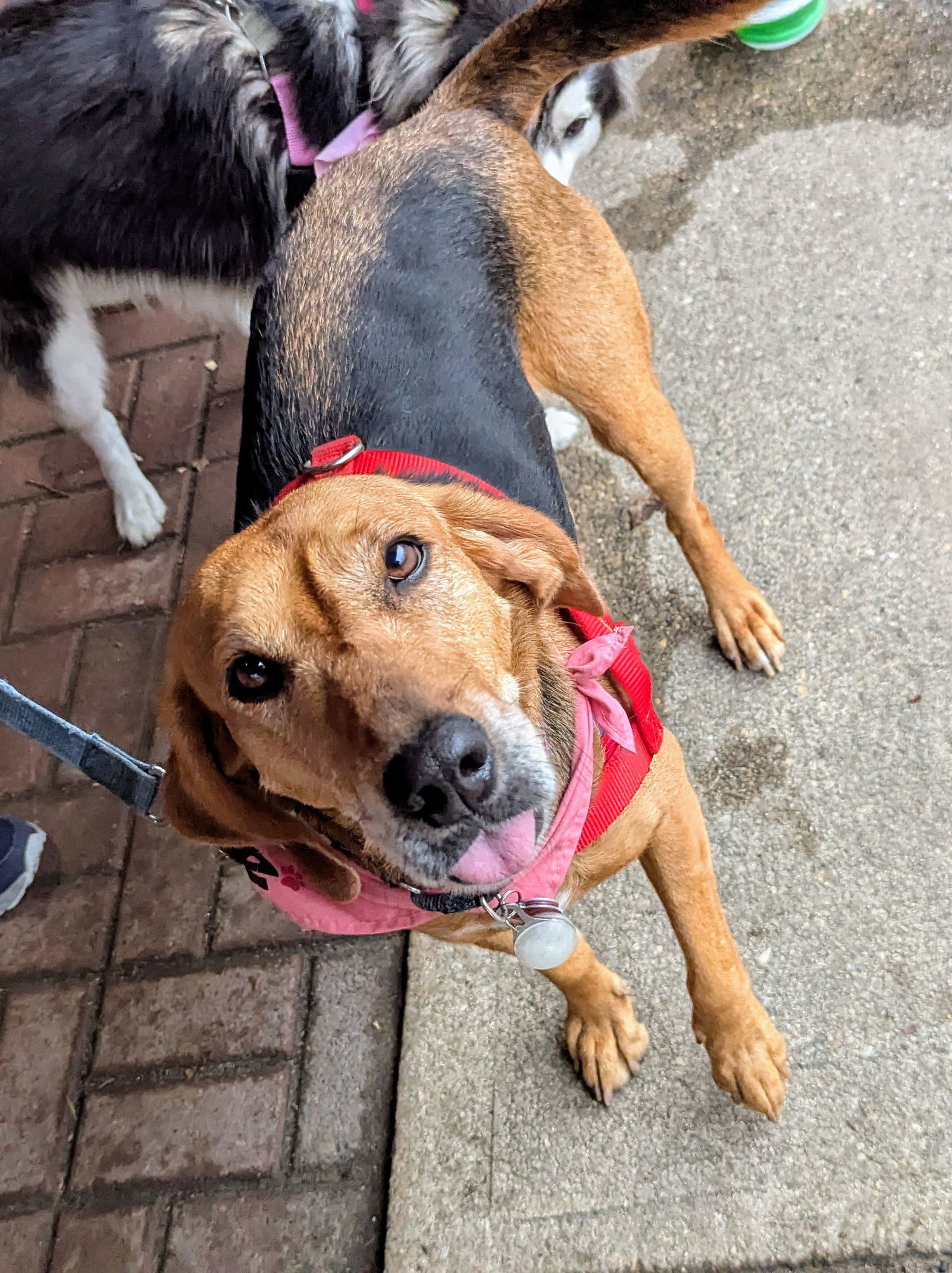 Annie - Lovely Hound!