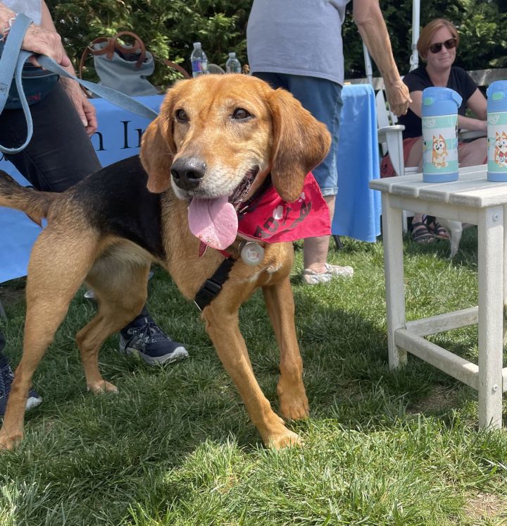 Annie - Lovely Hound! 3