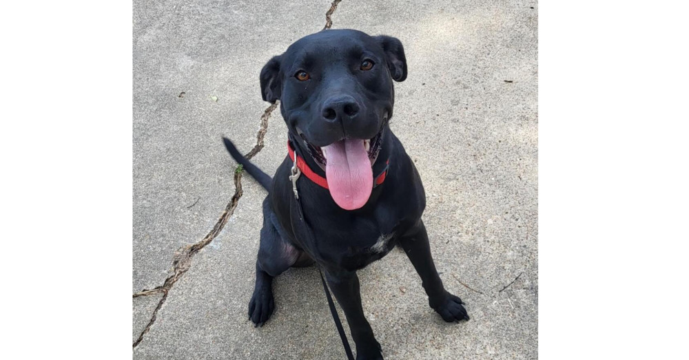 Deputy Dawgs: Kade (CP)