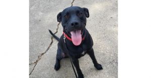 Deputy Dawgs: Kade (CP)