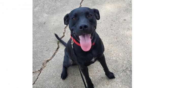 Deputy Dawgs: Kade (CP)