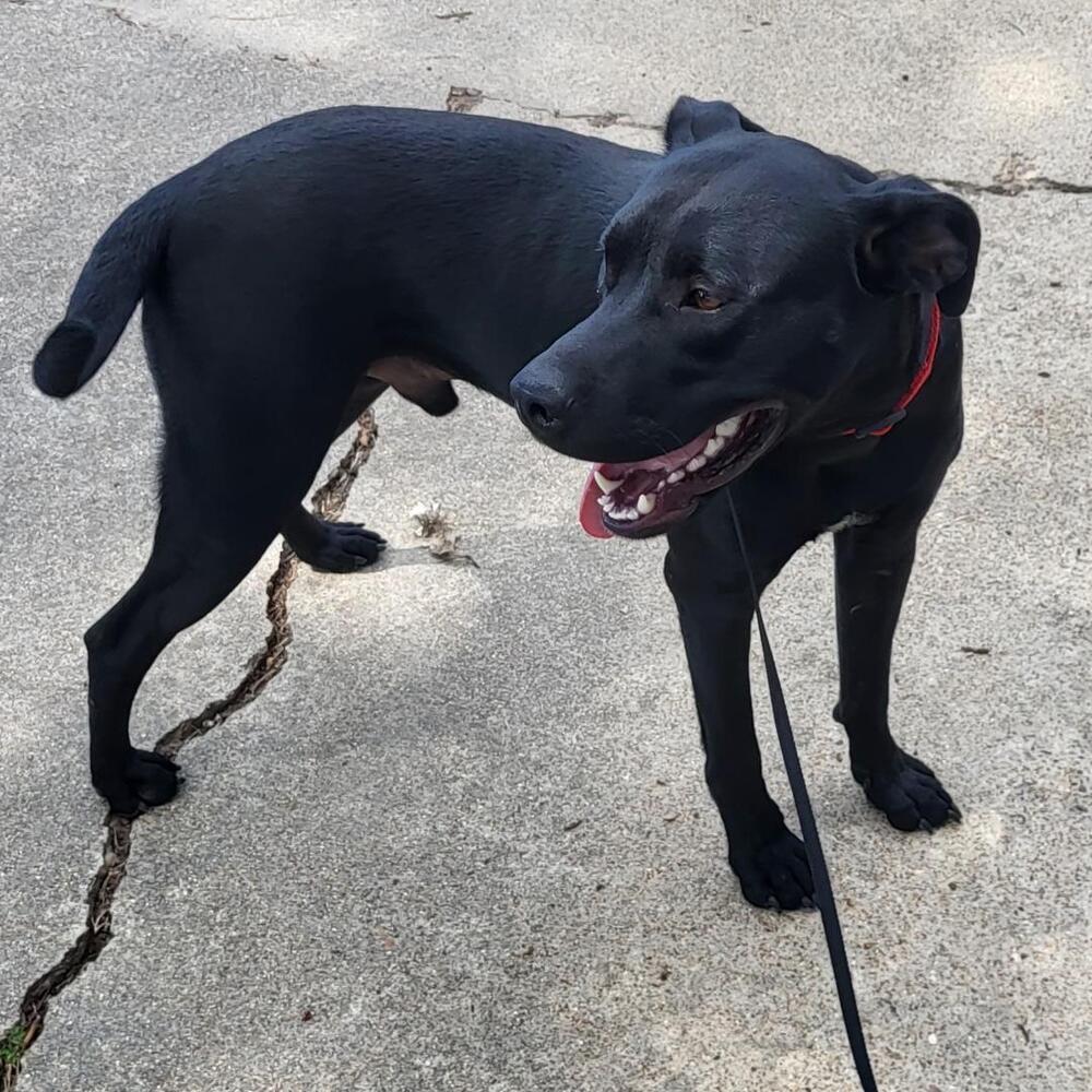 Deputy Dawgs: Kade (CP)