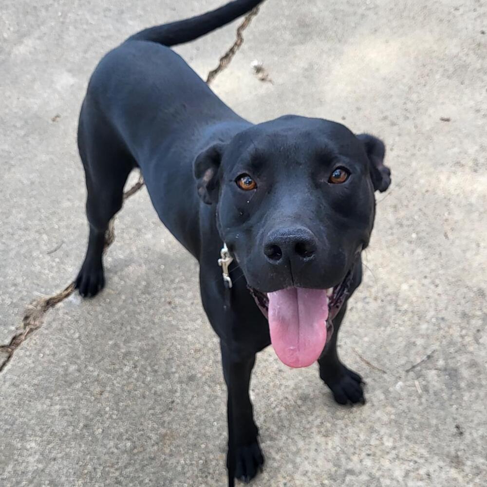 Deputy Dawgs: Kade (CP)