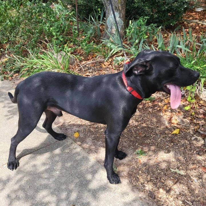 Deputy Dawgs: Kade (CP) 4