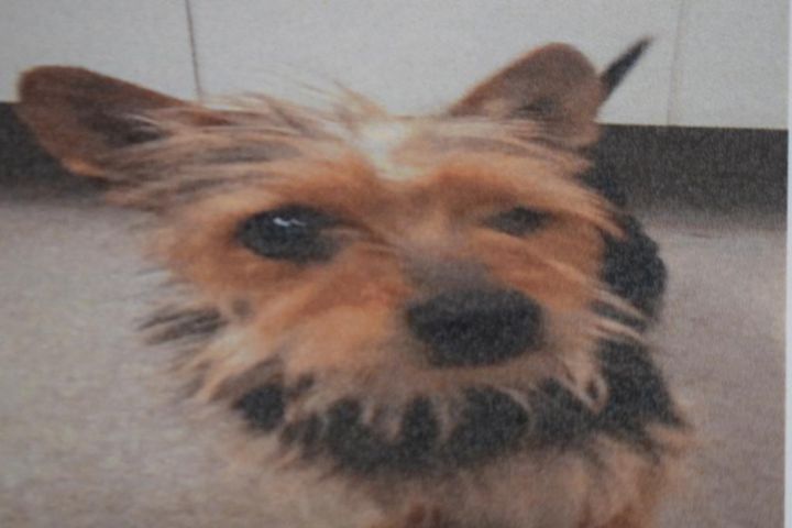 Nicky (Micky) (A113652) 1