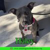Haley photo 3