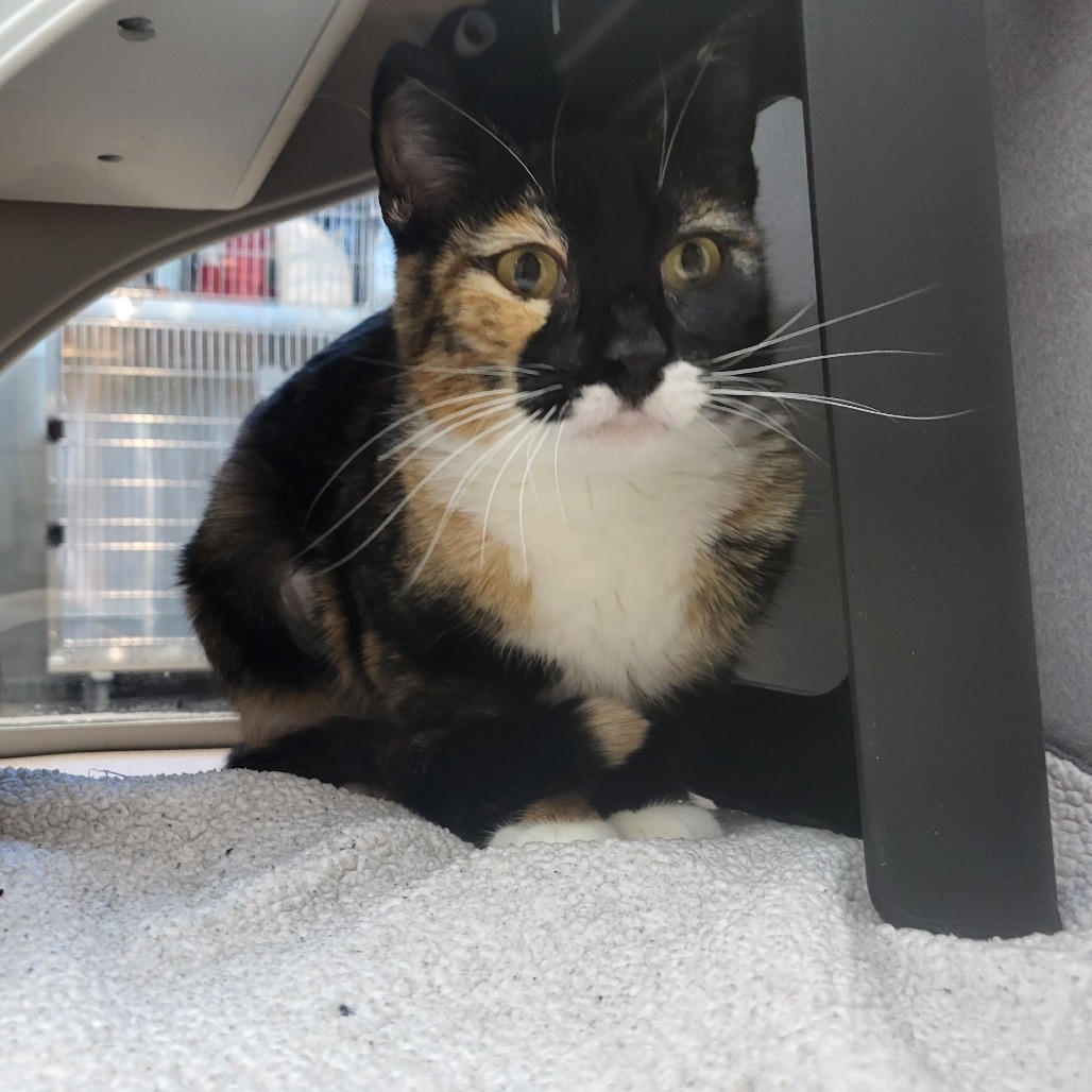 Naomi, an adoptable Domestic Short Hair in Hailey, ID, 83333 | Photo Image 2