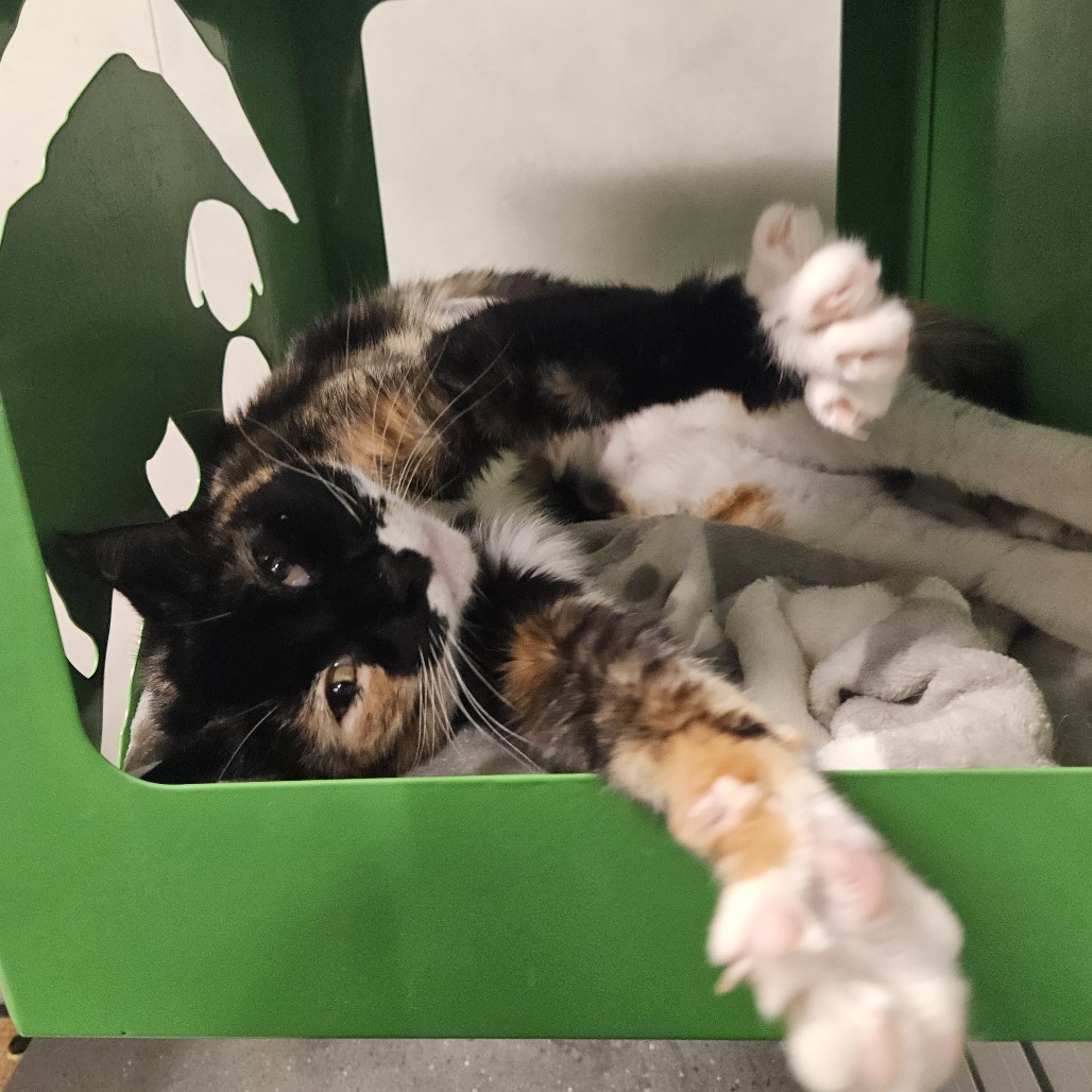 Naomi, an adoptable Domestic Short Hair in Hailey, ID, 83333 | Photo Image 3