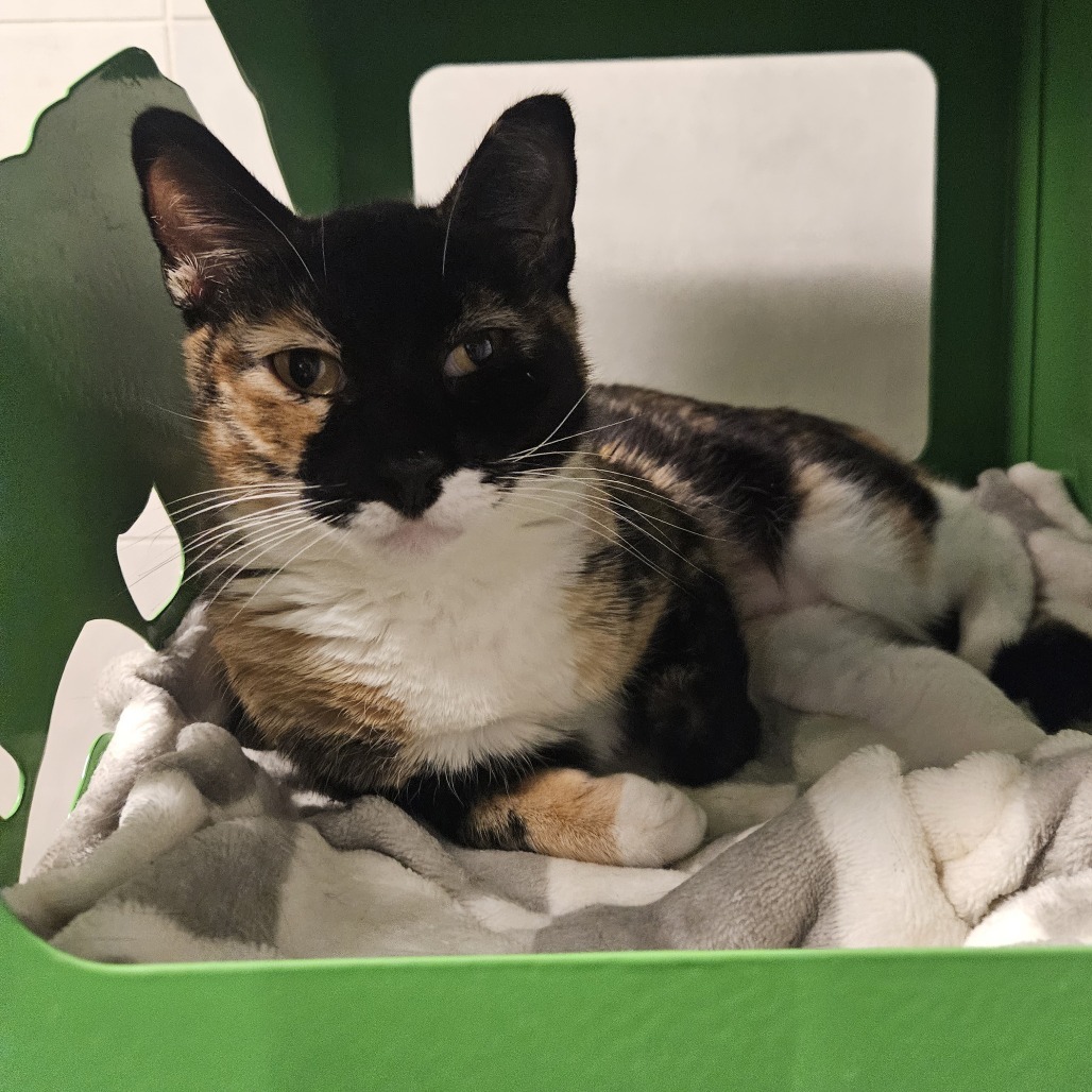 Naomi, an adoptable Domestic Short Hair in Hailey, ID, 83333 | Photo Image 4