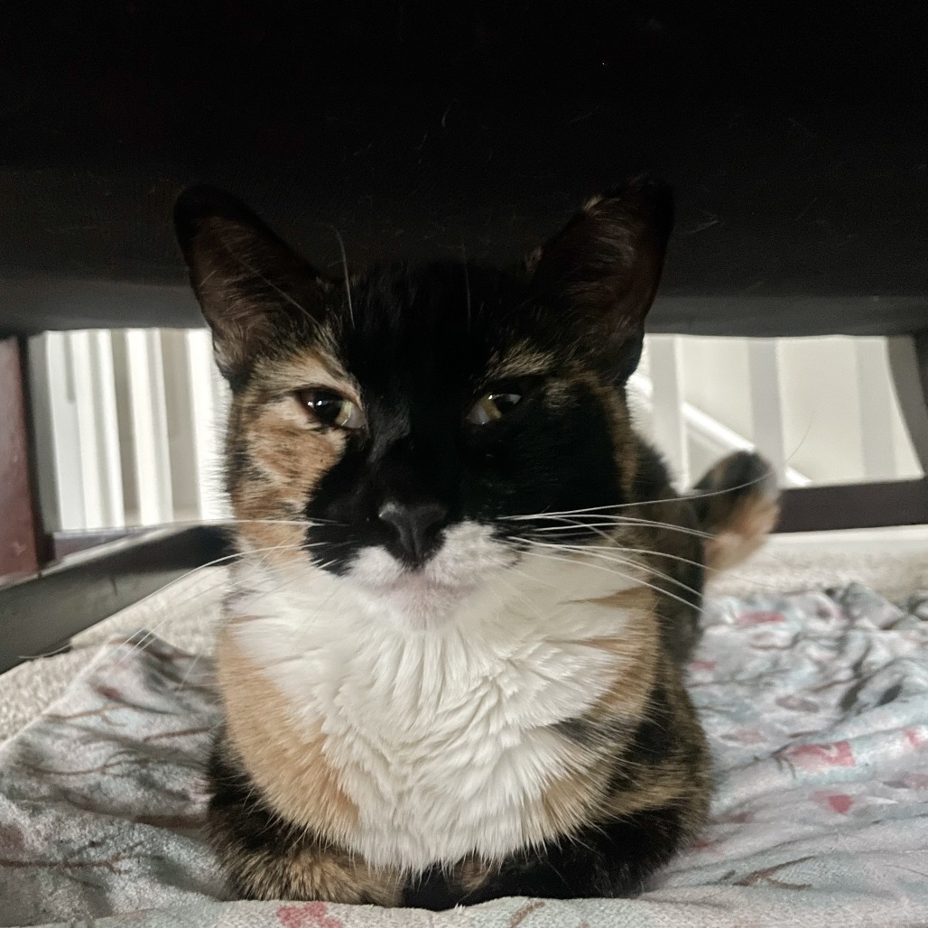 Naomi, an adoptable Domestic Short Hair in Hailey, ID, 83333 | Photo Image 5