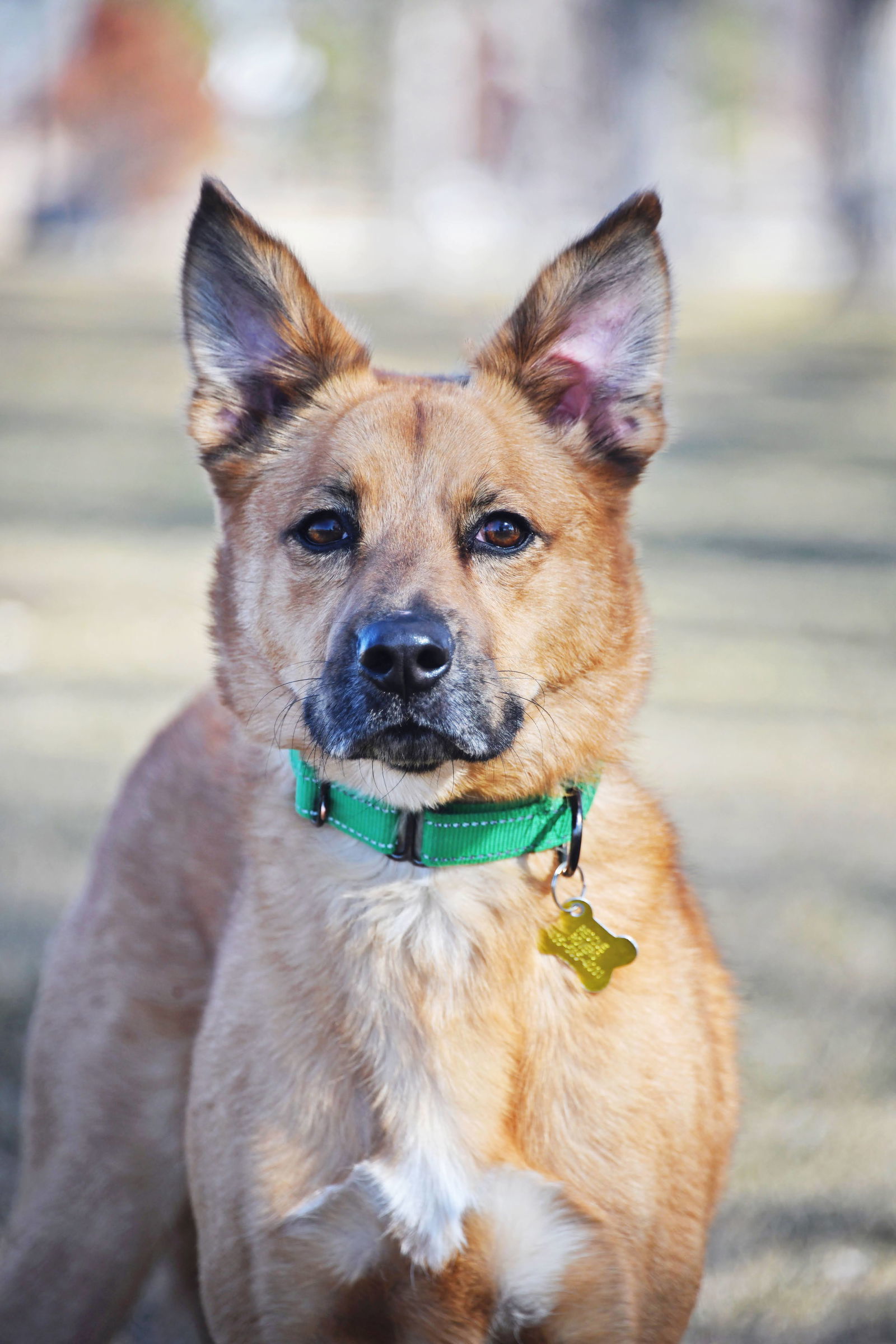 Mark, an adoptable Shepherd in Salt Lake City, UT, 84171 | Photo Image 1