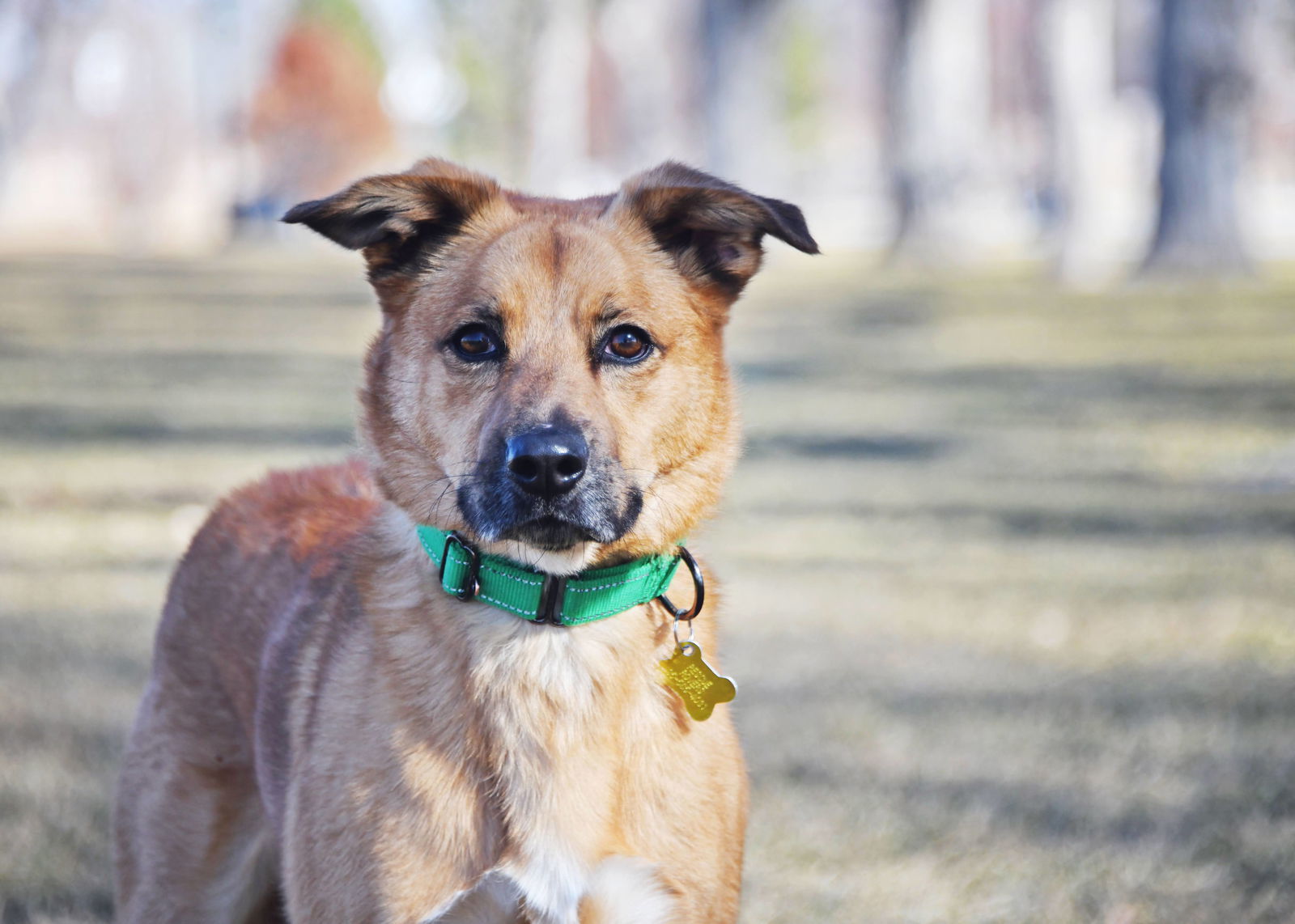 Mark, an adoptable Shepherd in Salt Lake City, UT, 84171 | Photo Image 2