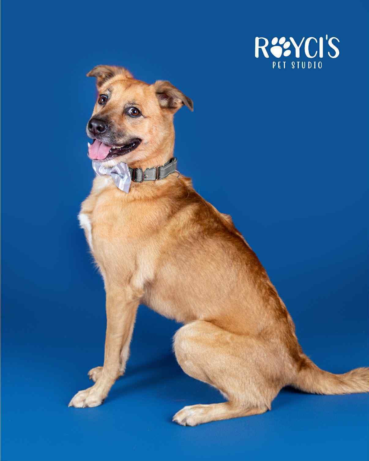 Mark, an adoptable Shepherd in Salt Lake City, UT, 84171 | Photo Image 2