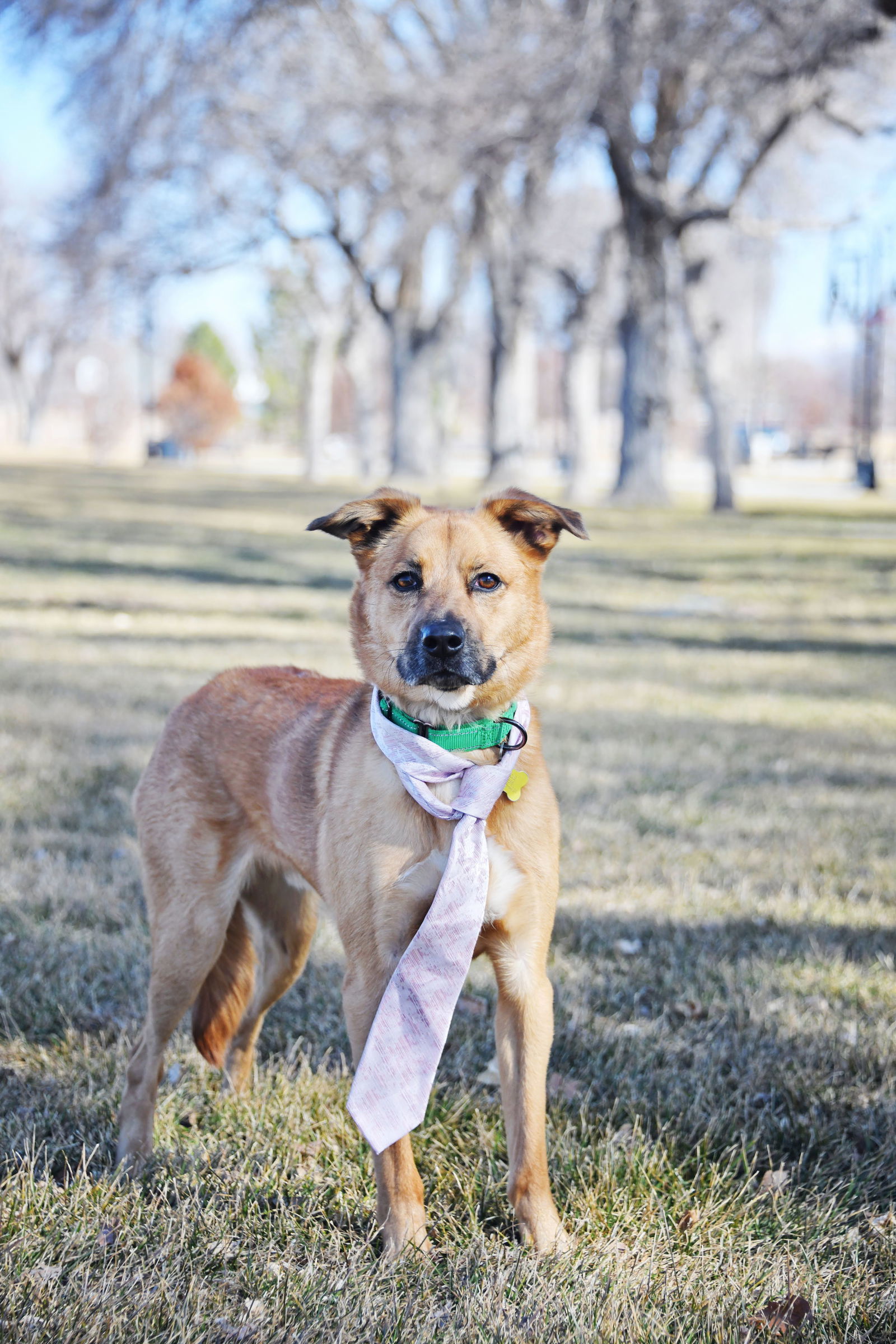 Mark, an adoptable Shepherd in Salt Lake City, UT, 84171 | Photo Image 3
