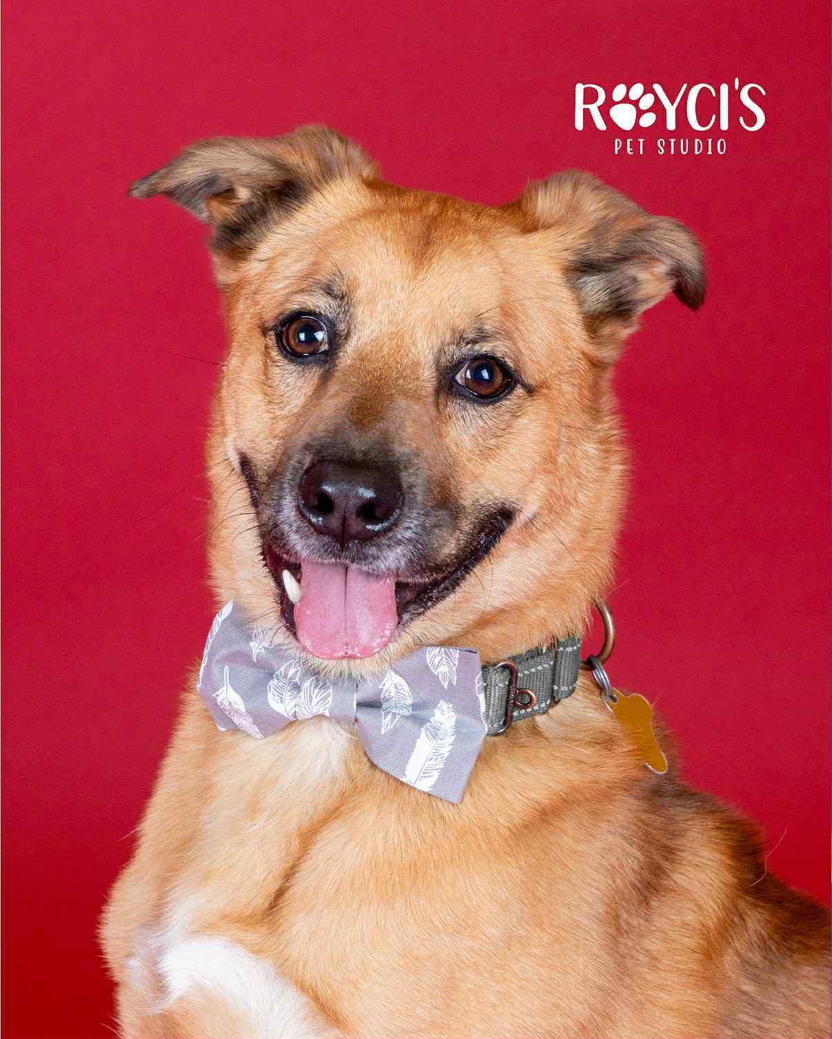 Mark, an adoptable Shepherd in Salt Lake City, UT, 84171 | Photo Image 3