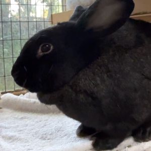 Sweetie, Adult Male Silver