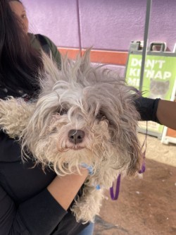 57107367, an adoptable Havanese, Mixed Breed in El Paso, TX, 79906 | Photo Image 2