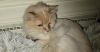 Otis photo 1