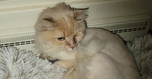 Otis, Senior Male unknown